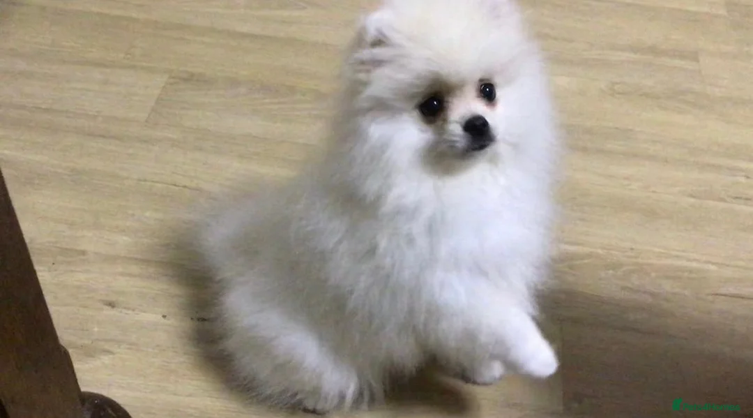 Pomeranian dogs for sale: White/cream Pomeranian puppies  - Advert 6