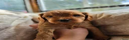 Cavapoo dogs for sale: Adorable F1 Cavapoo puppies in Maidstone - Advert 2