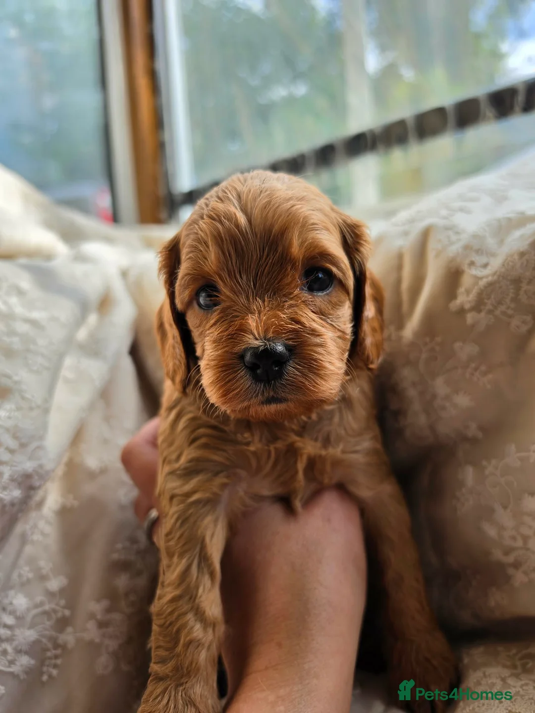 Cavapoo dogs for sale: Adorable F1 Cavapoo puppies in Maidstone - Advert 2