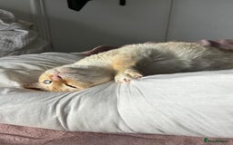 Siamese cats for sale: Ariel - Rescue Siamese - Image 13