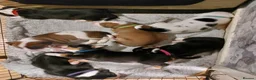 Mixed Breed dogs for sale: Olde tyme bulldog border collie cross puppies  - Advert 5