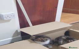 Persian cats for sale: Persian kittens: 2 girls and 1 boy (£230 each) - Image 12