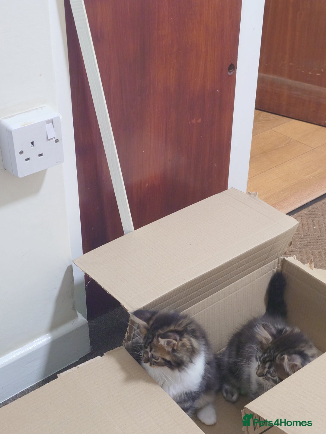 Persian cats for sale: Persian kittens: 2 girls and 1 boy (£230 each) - Image 12