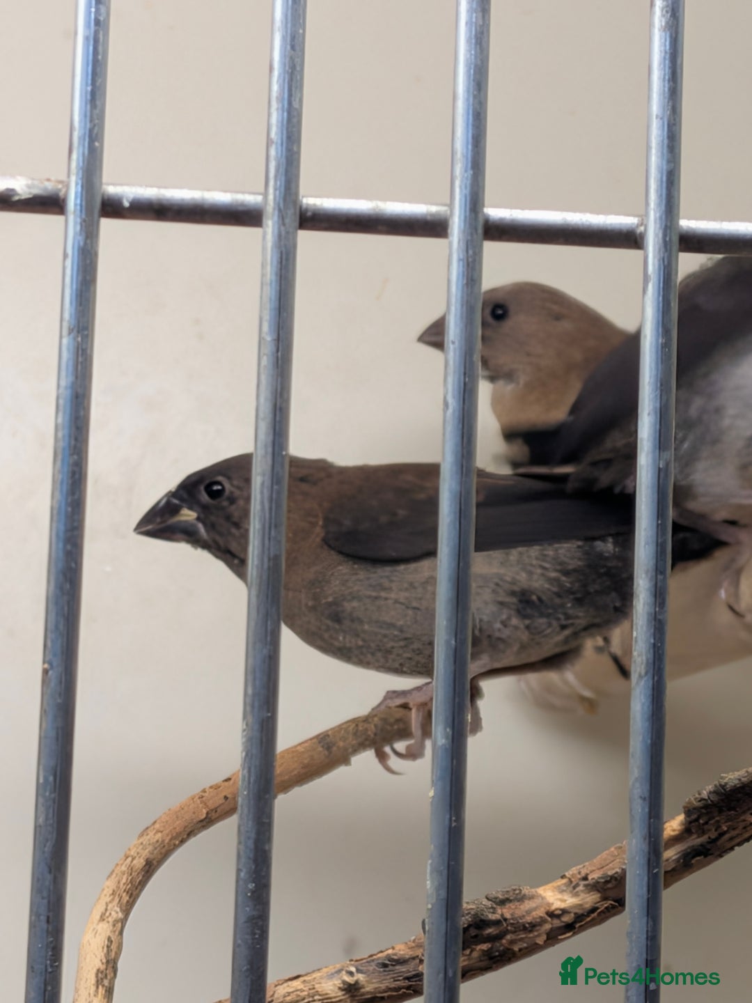 Finches birds for sale: Mixed Society finches - Advert 12