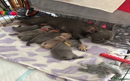 French Bulldog dogs for sale: French bulldog pups  - Image 9