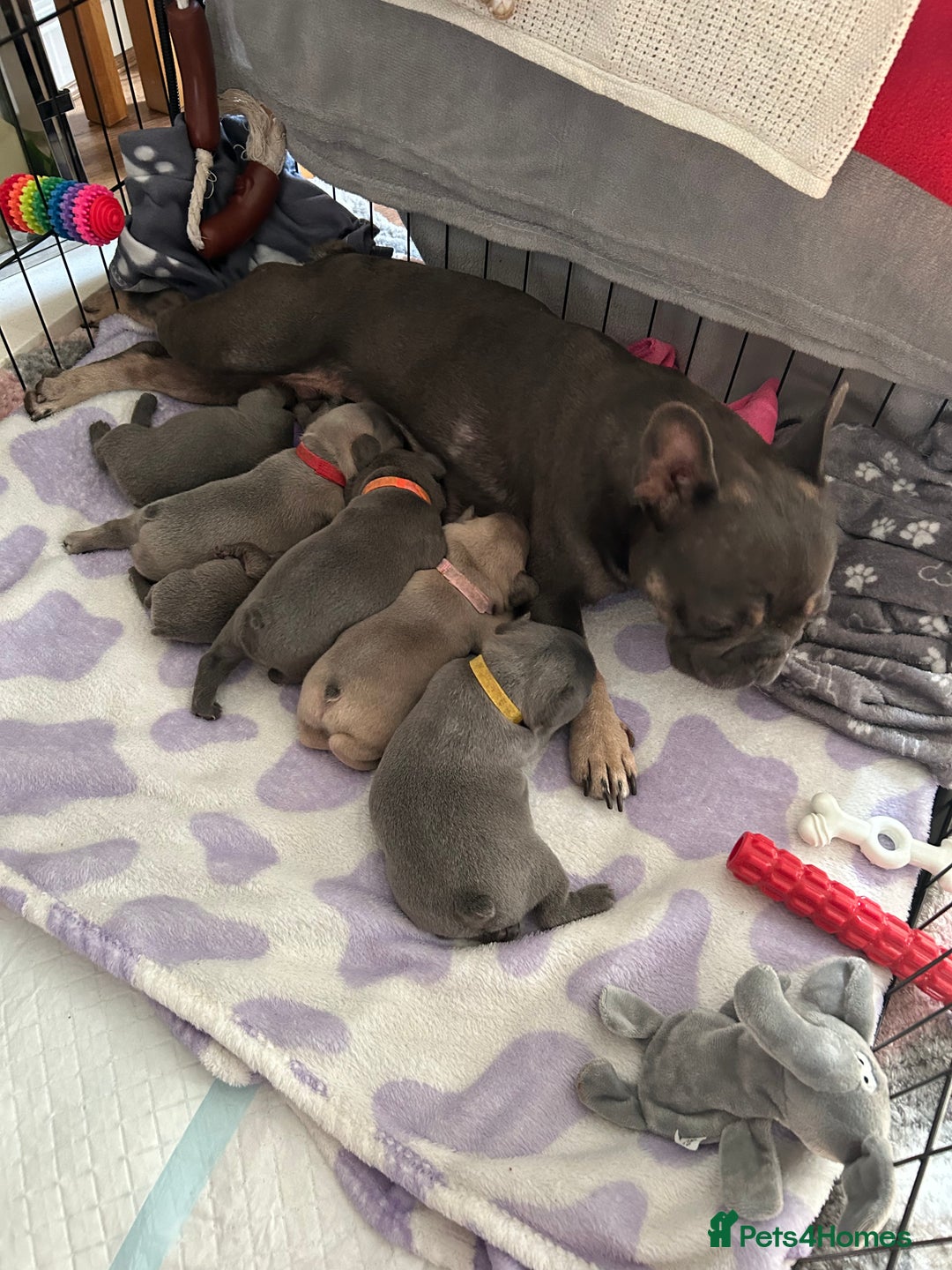 French Bulldog dogs for sale: French bulldog pups  - Image 9