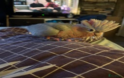 Cockatoo birds for sale: Hand reared Male galah parrot  - Image 1