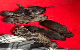 Miniature Poodle dogs for sale: Beautiful health tested miniature poodles  - Image 1