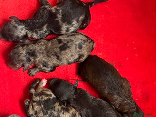 Miniature Poodle dogs for sale - Advert 1
