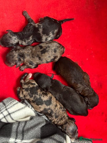 Miniature Poodle dogs - Advert 2