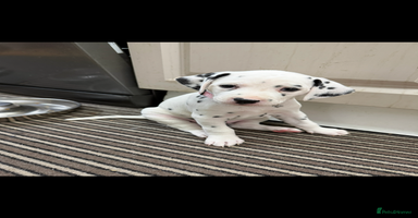 Dalmatian dogs Dalmațian puppies dogs - Advert 3