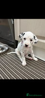 Dalmatian dogs Dalmațian puppies dogs - Advert 3