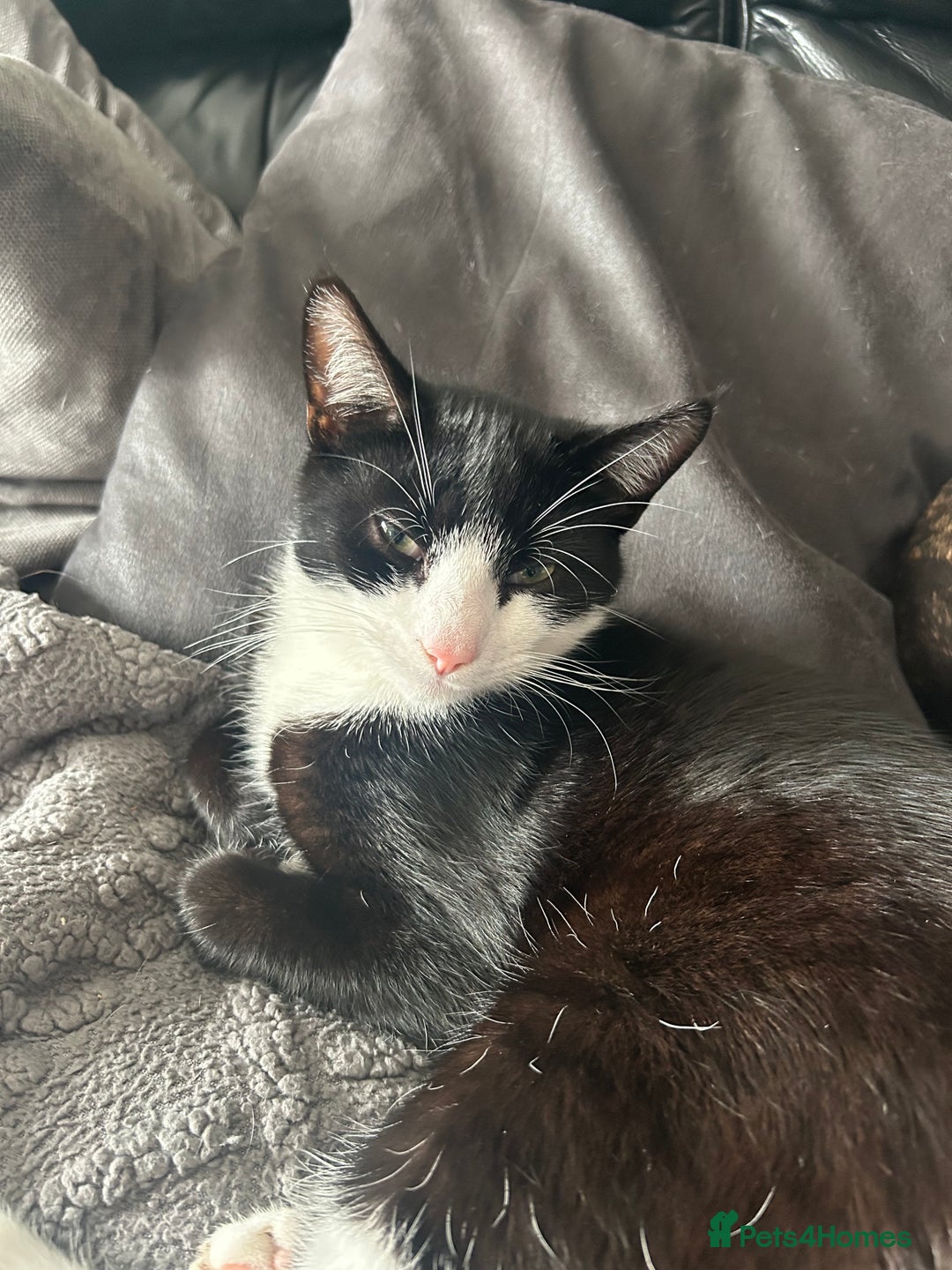 Mixed Breed cats for sale: Munchkin and Mickey to be rehoused together  - Advert 5