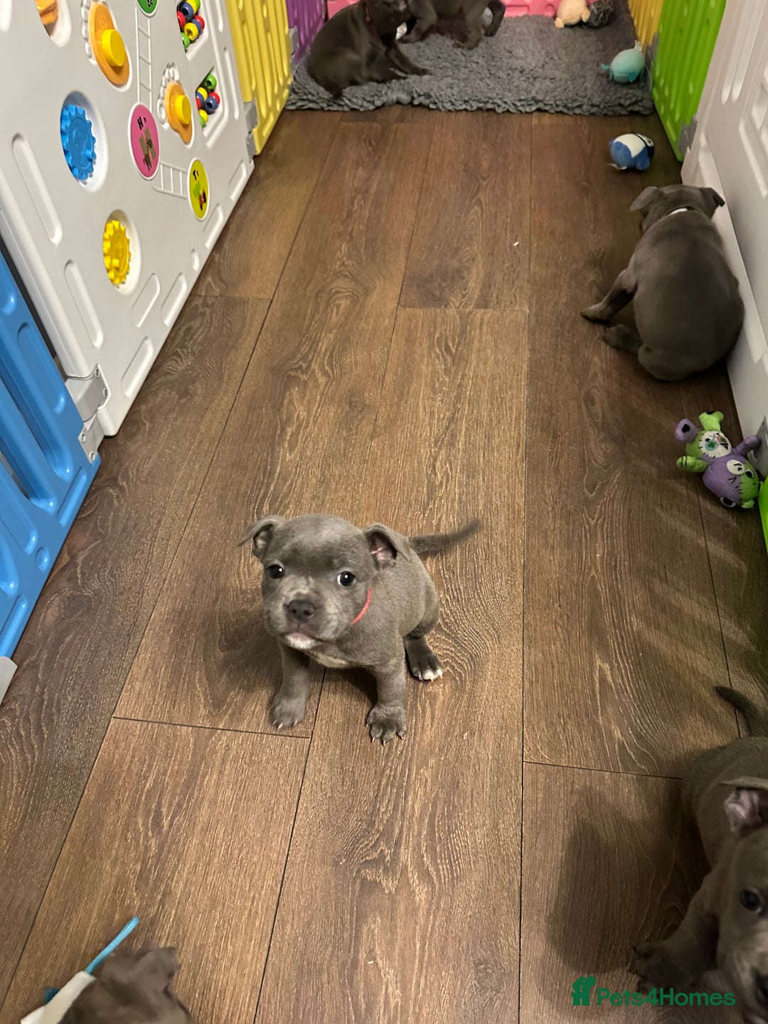 Staffordshire Bull Terrier dogs for sale: Adorable BLUE KC Pups *BULLSCAFF BLOODLINE* - Advert 2