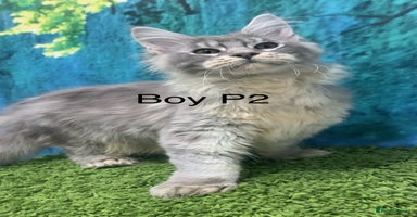 Maine Coon cats - Advert 11