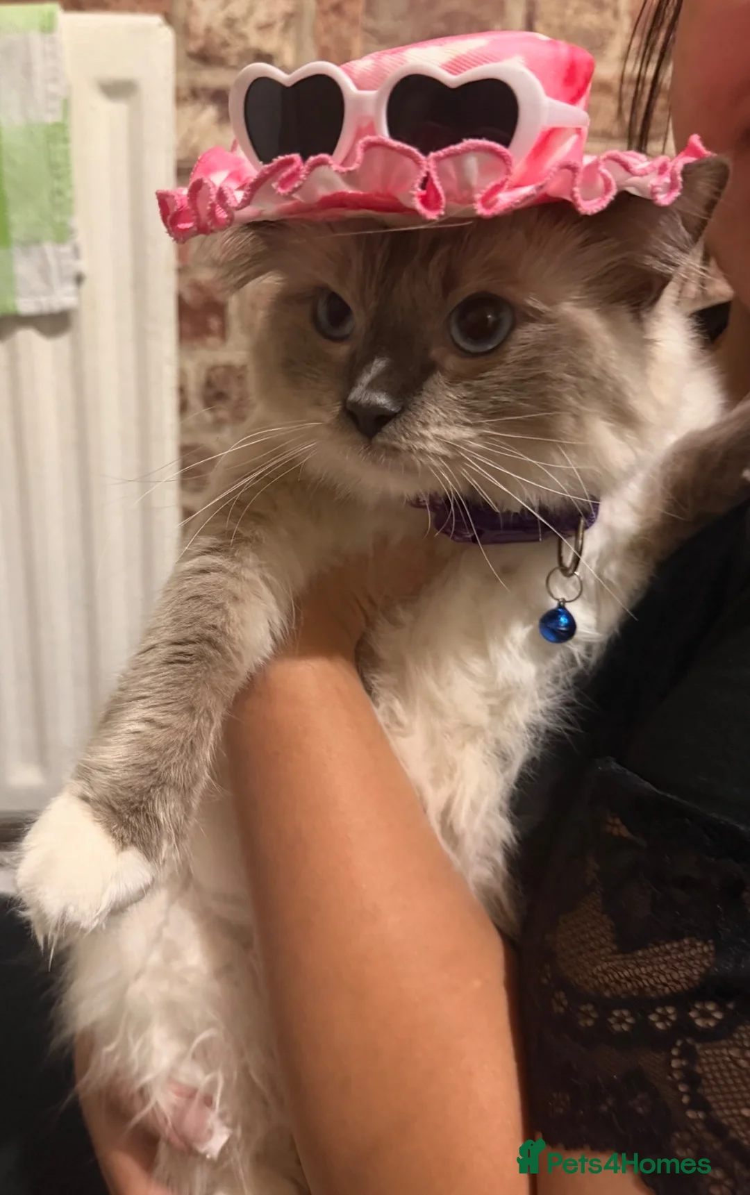 Ragdoll cats for sale: Beautiful ragdoll kittens for sale 💙 - Advert 1