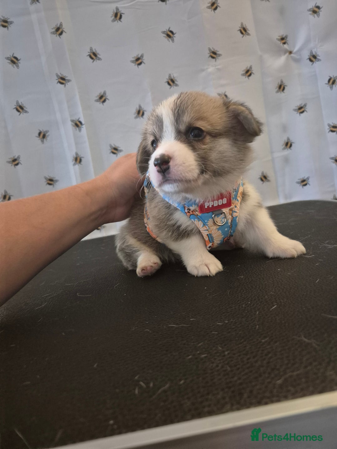 Welsh Corgi Pembroke dogs for sale: Kc reg Serbian lined babies - Image 2