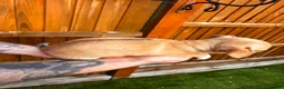 Chihuahua dogs for sale: 🐾 REDUCED🐾 4 pups left 🐾Merle Chihuahua Puppies - Advert 8