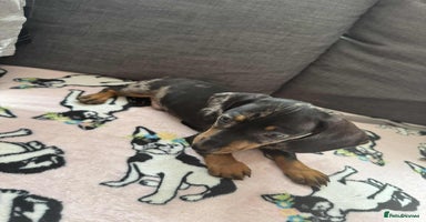 Miniature Dachshund dogs - Advert 8