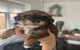 Maltipoo dogs for sale: Maltipoo puppies  - Image 5