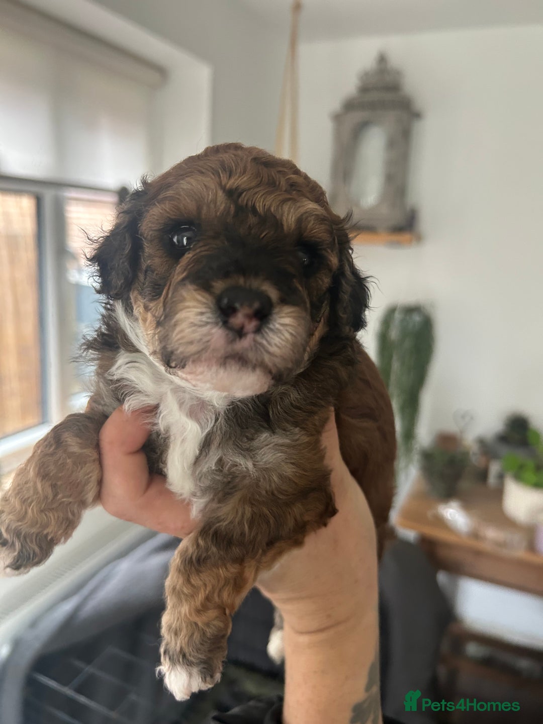 Maltipoo dogs for sale: Maltipoo puppies  - Image 5