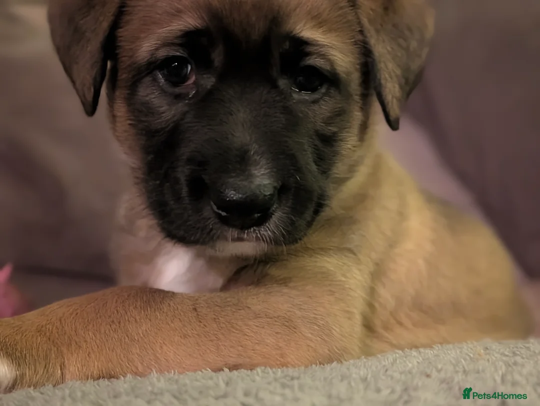 Mixed Breed dogs for sale: Belgian Malinois x Border Collie Pups Malincollie - Advert 14