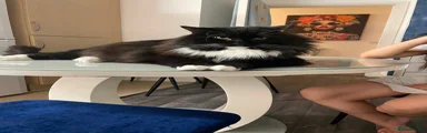 Oreo