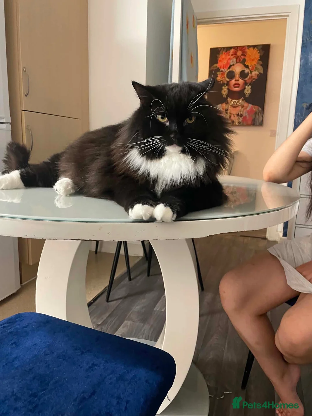 Norwegian Forest Cat cats for sale: Cats looking for a new home - Advert 2