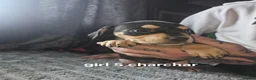 Mixed Breed dogs for sale: Saluki bull - Advert 2