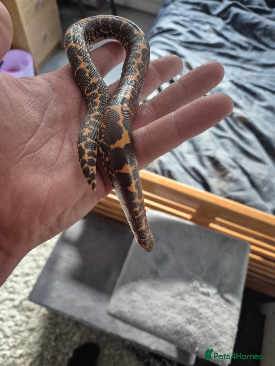 Boa Snake reptiles for sale: Sand boa with setup - Advert 4
