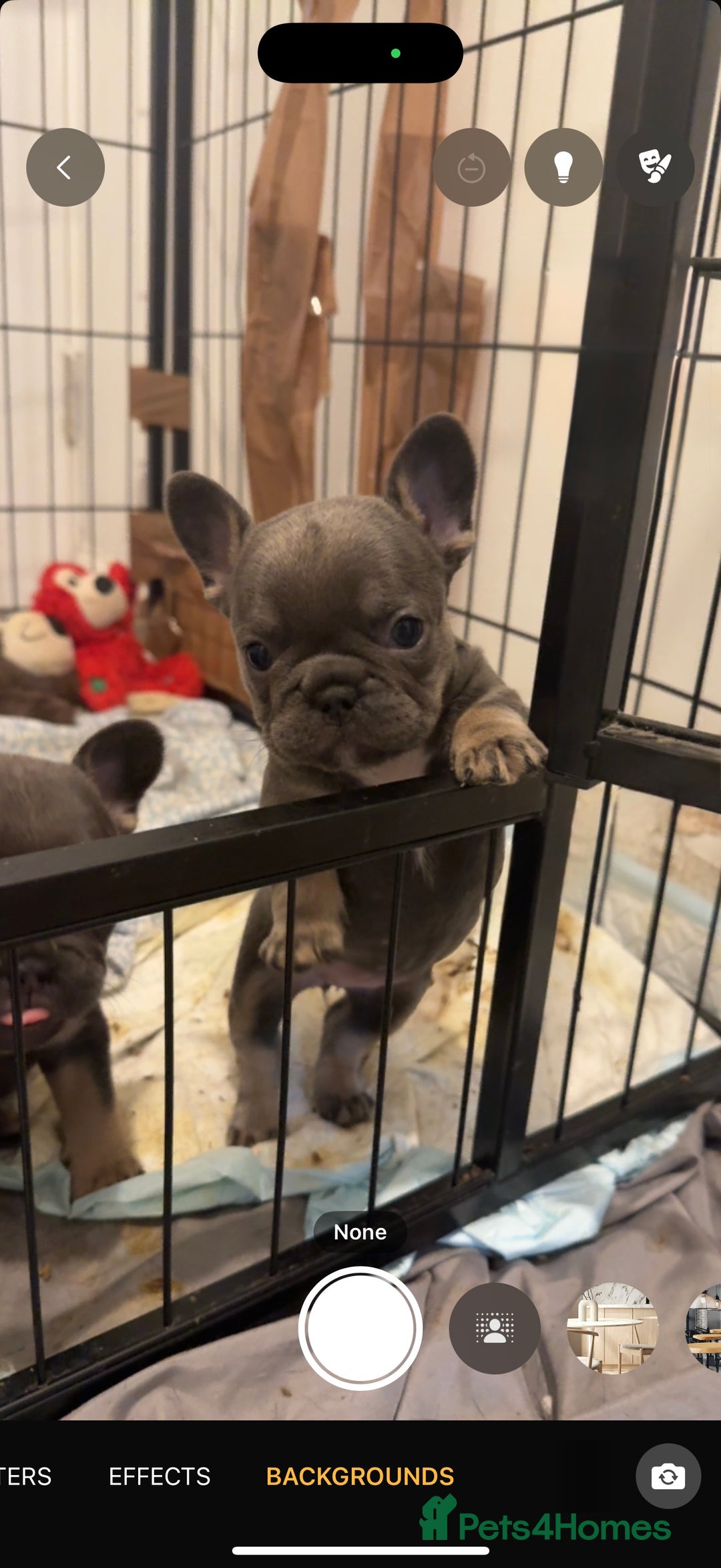 French Bulldog dogs for sale: Quality french bulldogs for sale - Advert 4