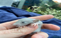 Rat rodents for sale: Baby Rats  - Image 6