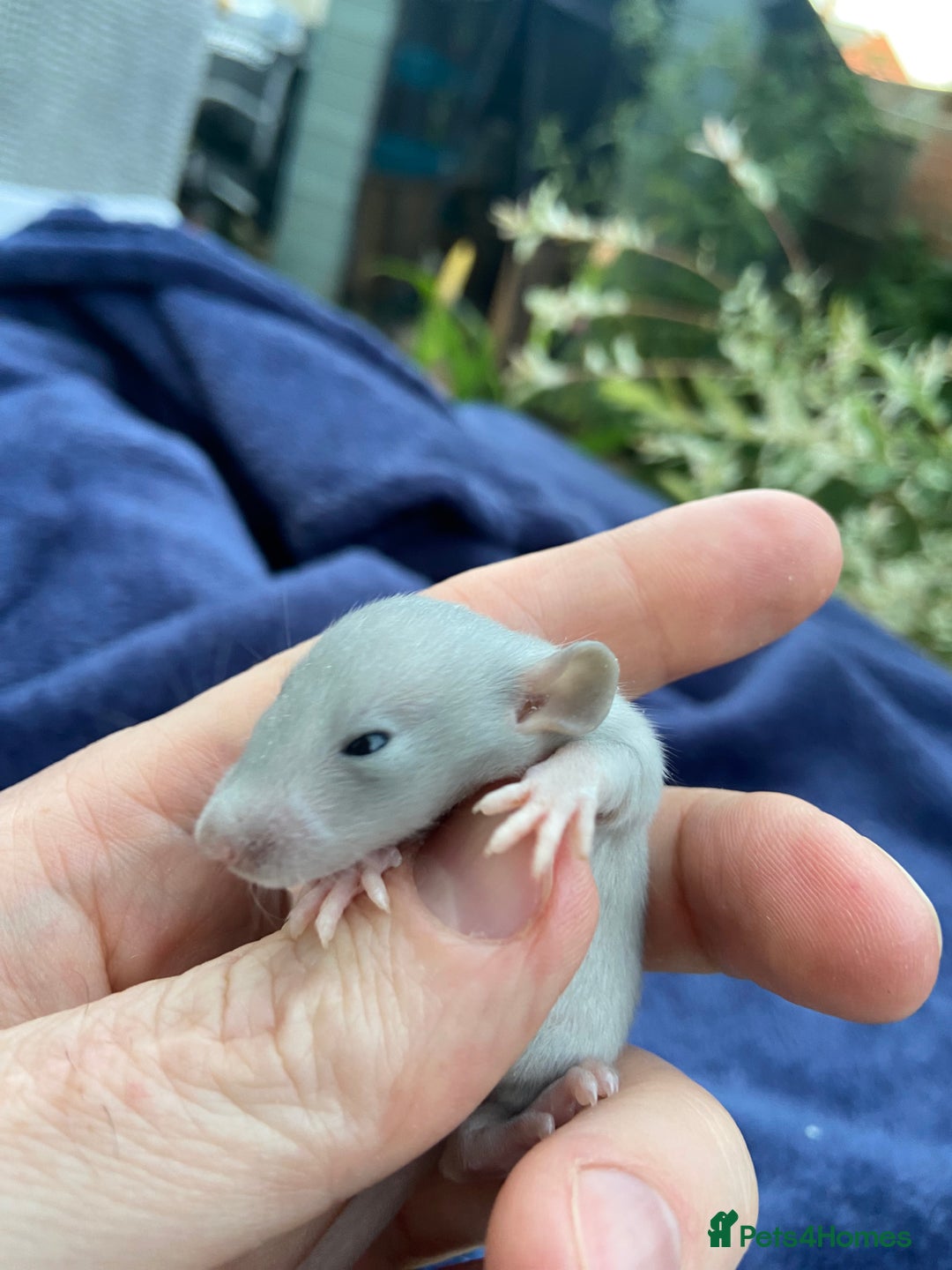 Rat rodents for sale: Baby Rats  - Image 6