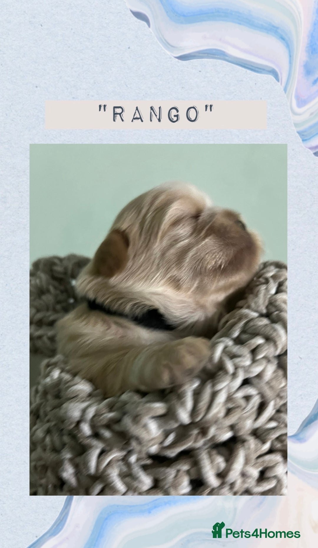 Shih Tzu dogs for sale: Shih Tzu Puppies (standard) - Image 6