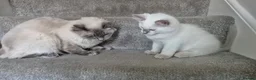 Ragdoll cats for sale: Pure White Raggdol - Advert 6