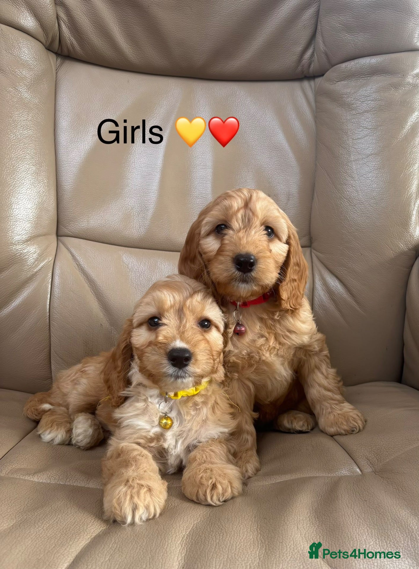 Cockapoo dogs F1 Cockapoo puppies - Advert 18