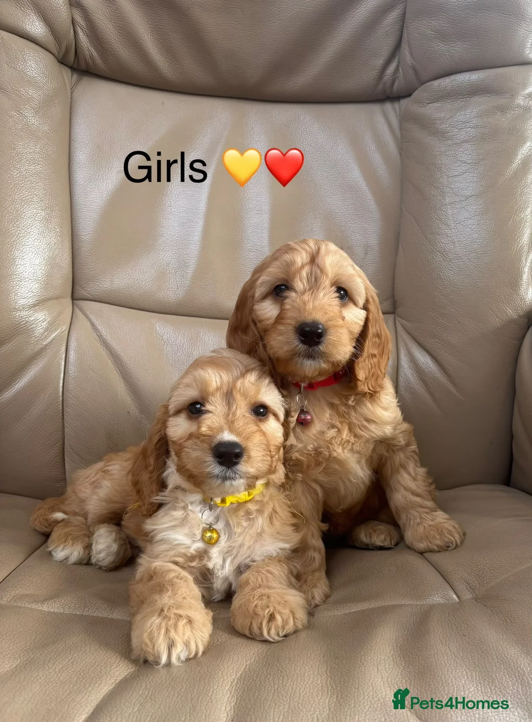 Cockapoo dogs for sale: F1 Cockapoo puppies Ready now. - Advert 2