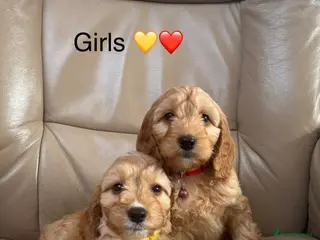Cockapoo dogs F1 Cockapoo puppies - Advert 18