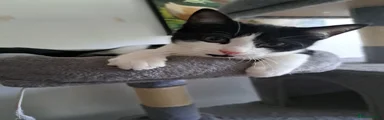 Domestic Shorthair Kitten 3