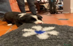 Border Collie dogs for sale: 🏡 Smart, Sweet Border Collie Pups Await You!" - Image 25