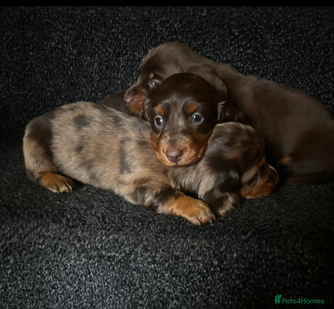 Dachshund dogs for sale: Miniature dachshund puppies 🐶long: smooth hair  - Advert 2