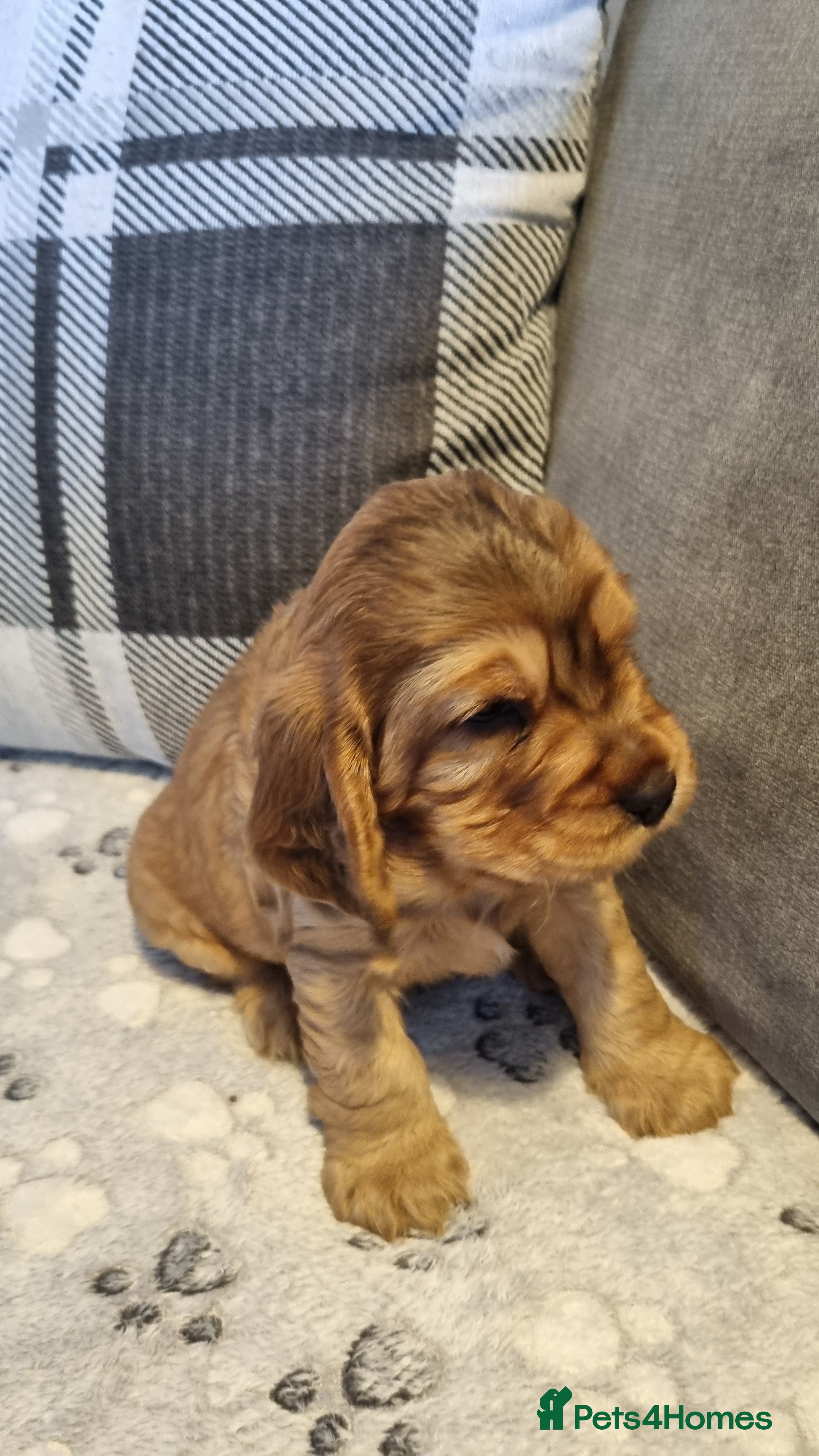 Cocker Spaniel dogs for sale: 🐾 Beautiful Show Type Cocker Spaniel Puppies - Advert 23