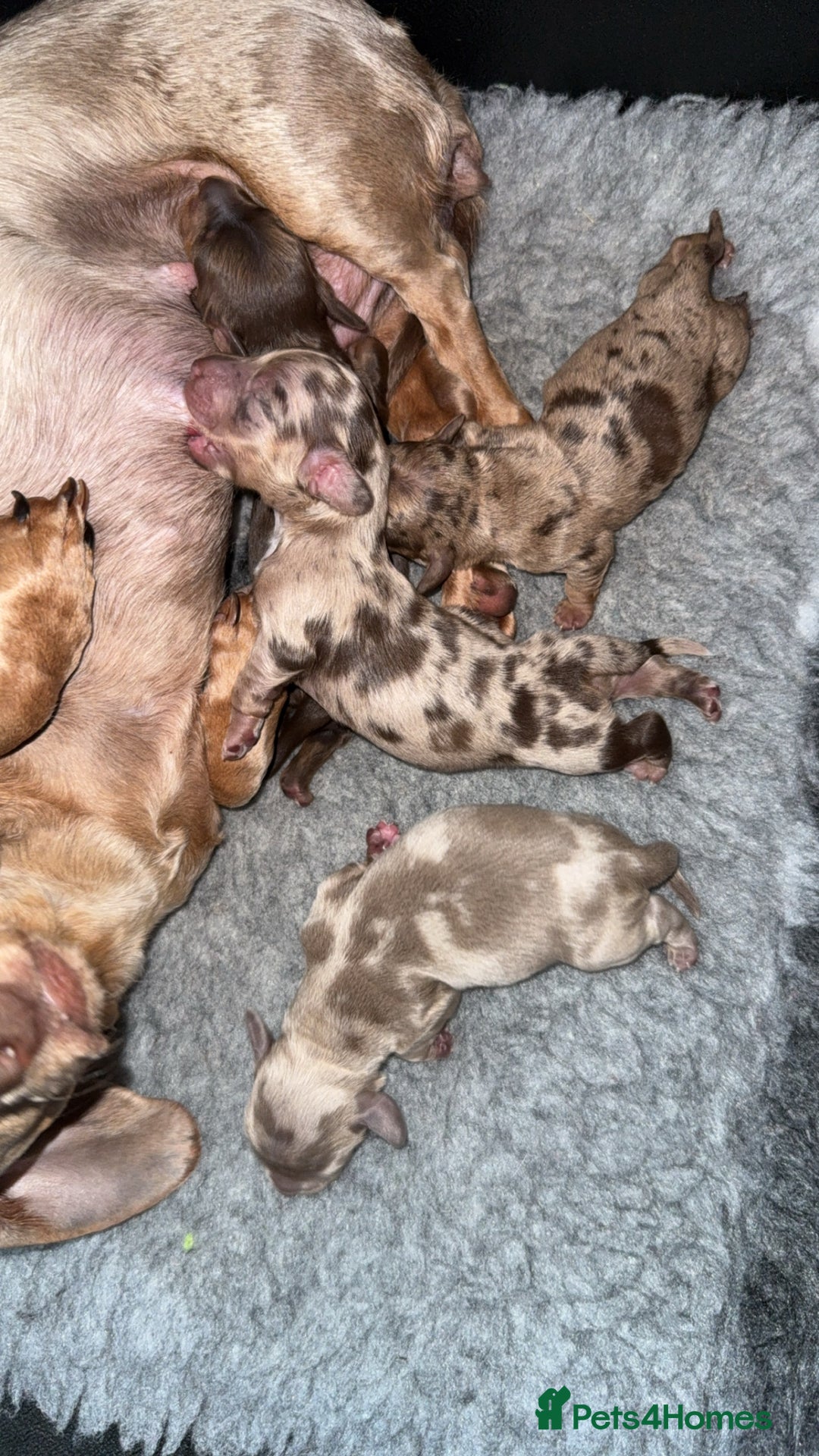 Miniature Dachshund dogs for sale: Miniature dachshund  - Image 7