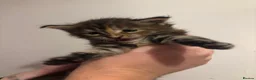 Maine Coon cats for sale: Exceptional Maine Coon kittens  in Liverpool - Advert 10