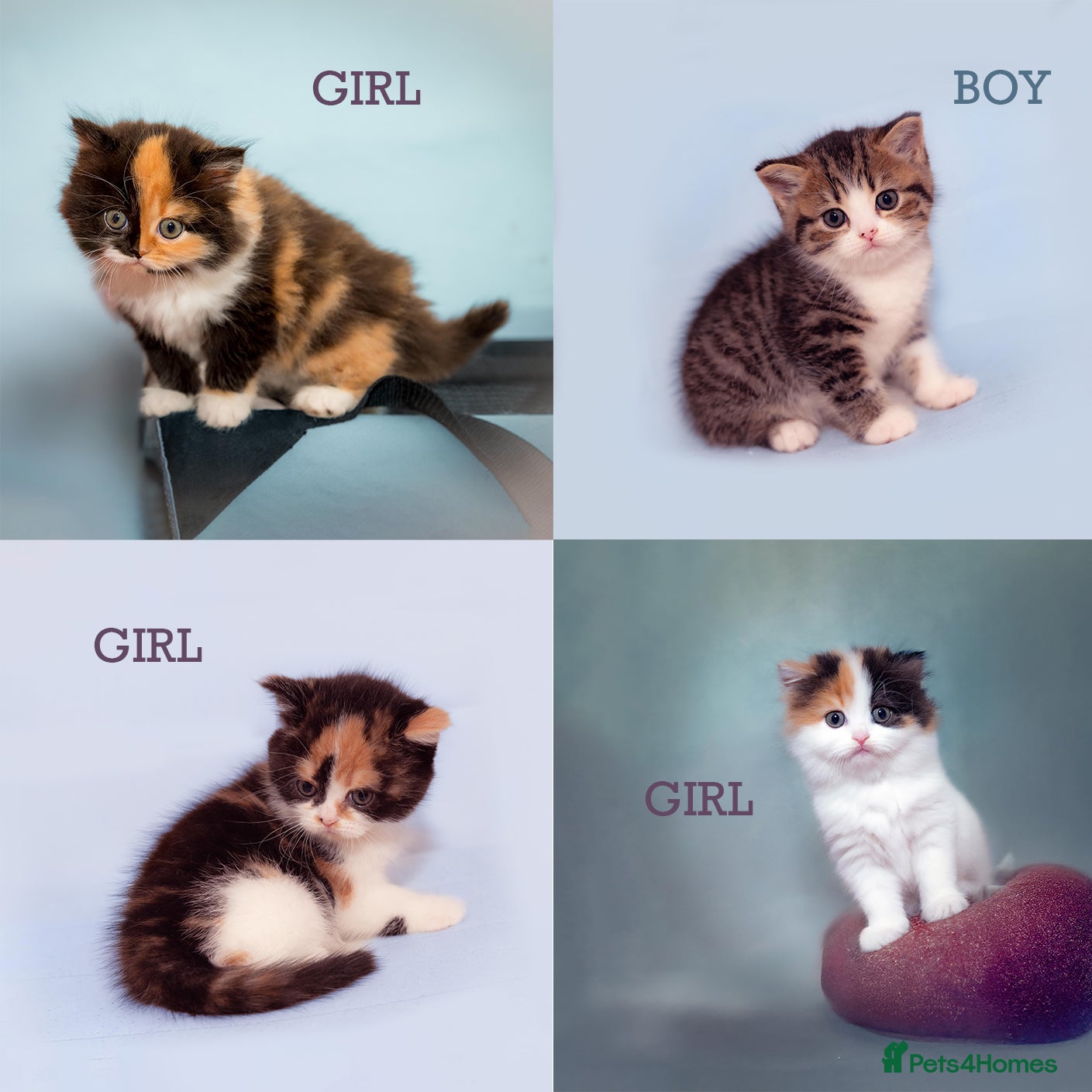 Scottish Fold cats The highest breeding quality Scottish Straight  - Advert 14