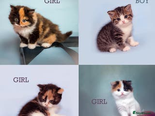 Scottish Fold cats The highest breeding quality Scottish Straight - Advert 5