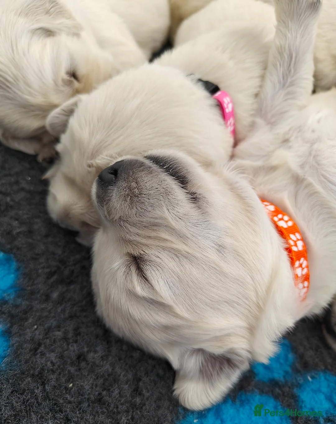 Golden Retriever dogs for sale: Gorgeous English Cream Golden Retriever Puppy's 🐾 - Advert 1