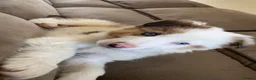 Welsh Collie dogs for sale: Welsh Collie - Advert 13