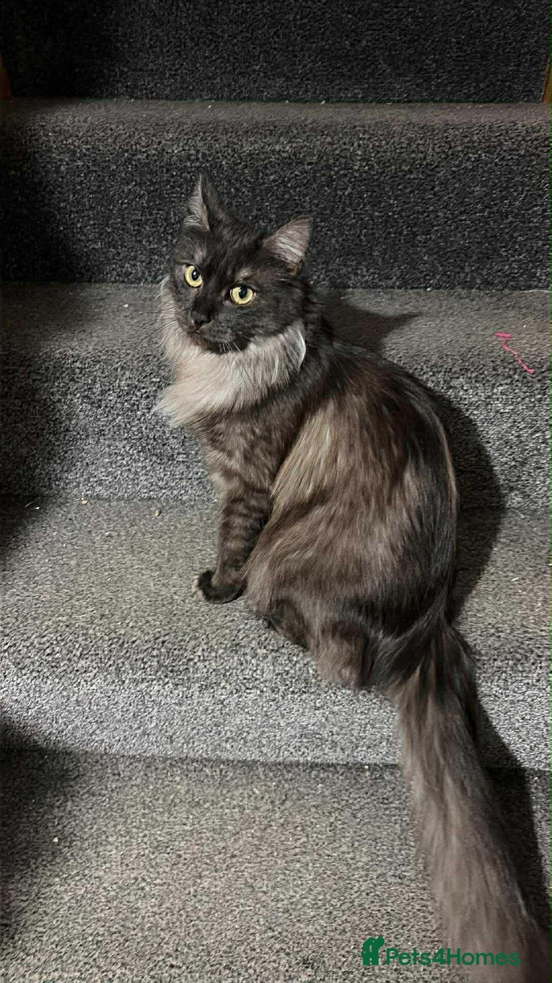 Maine Coon cats Adorable Maine coons kittens available - Advert 18