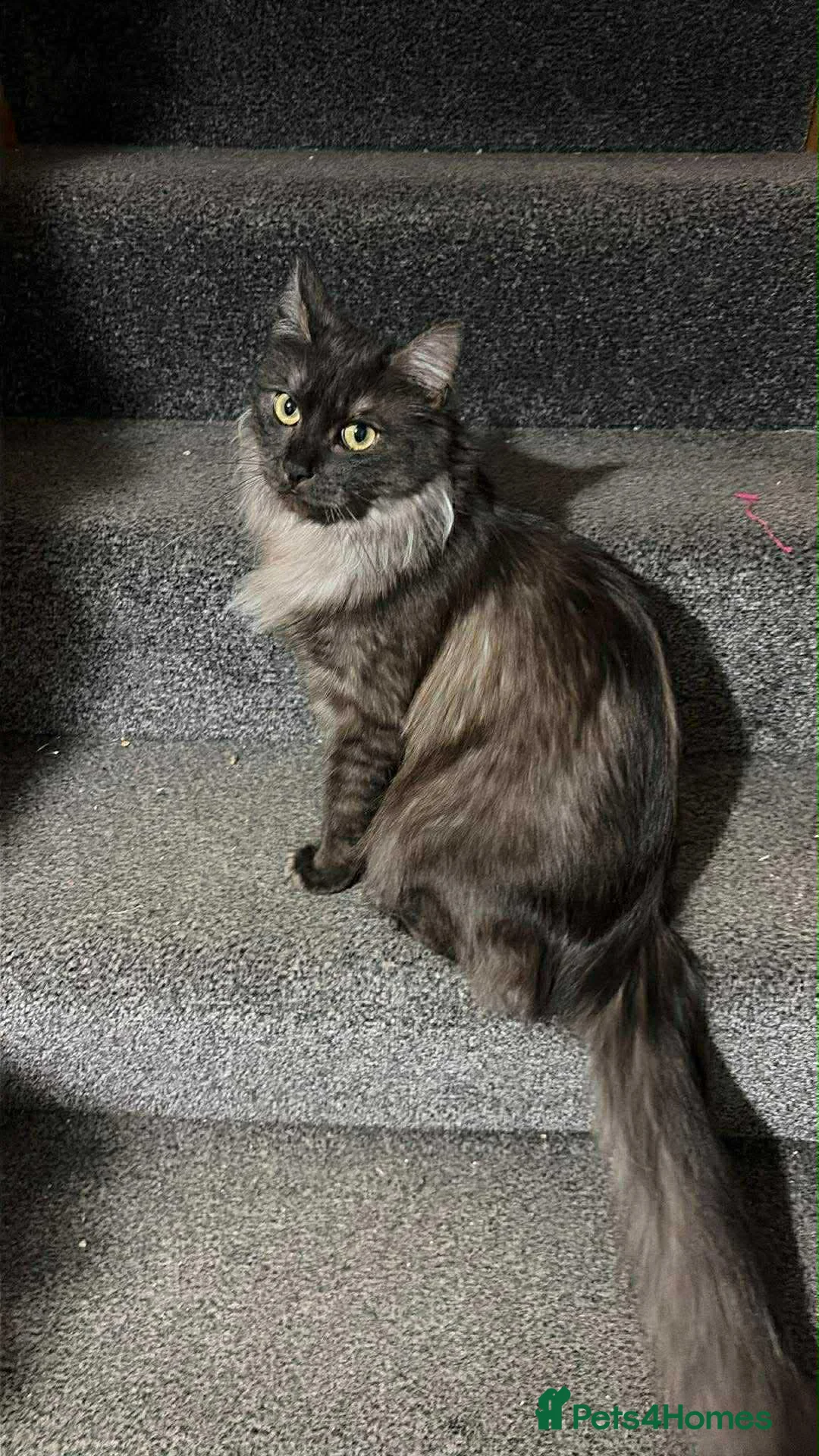 Maine Coon cats for sale: Adorable Maine coons kittens available in Elgin - Advert 1